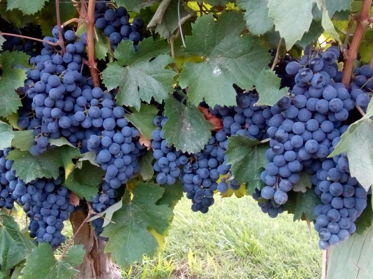Posada Cavieres Wine Farm Maipú Exterior foto